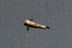 Caloptilia