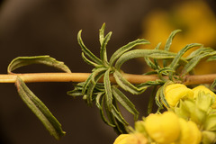Calceolaria