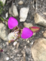 Polygala bracteolata