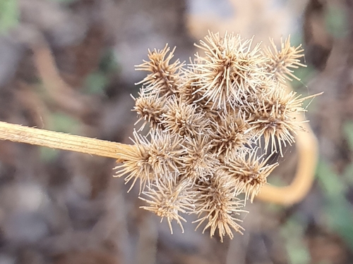 Representative image of Torilis pseudonodosa