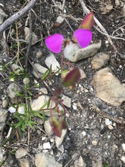 Polygala bracteolata