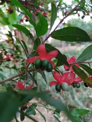 Ochna serrulata