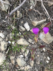Polygala bracteolata