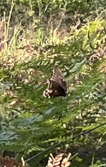 Papilioninae
