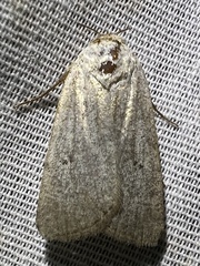 Caradrina montana