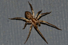 Anyphaena accentuata