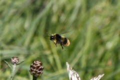 Bombus soroeensis