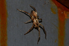 Anyphaena accentuata