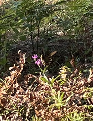 Papilioninae