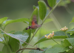 Macroglossum