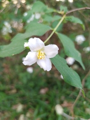 Philadelphus