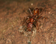 Ectatomma tuberculatum