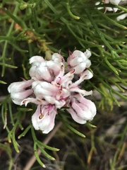 Serruria ascendens