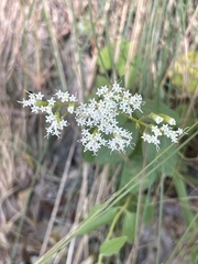 Ageratina aromatica
