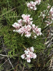 Serruria ascendens
