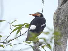 Gracupica floweri