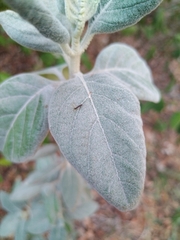 Barleria albostellata