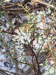 Polygonella polygama