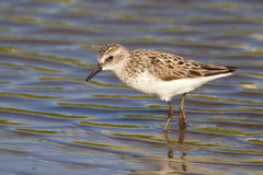 Semipalmated Sandpiper photo 4