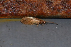 Micromus angulatus