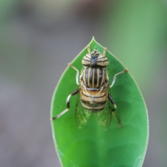 Eristalodes