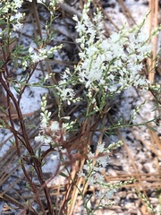 Polygonella polygama