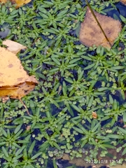 Callitriche palustris