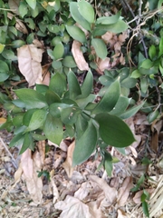 Ruscus