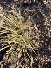 Elymus elymoides