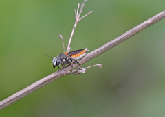 Megachile bicolor