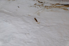 Macrostemum radiatum