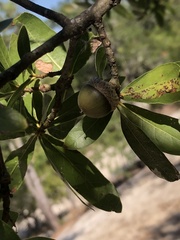 Quercus hemisphaerica