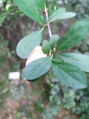 Strychnos madagascariensis