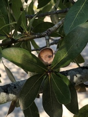 Quercus hemisphaerica
