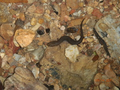 Desmognathus conanti