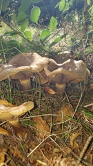 Paxillus cuprinus