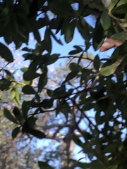 Quercus hemisphaerica