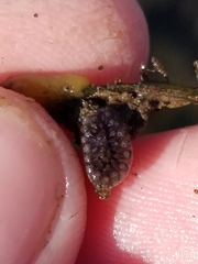 Botryllus schlosseri