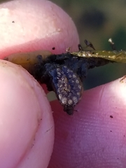 Botryllus schlosseri