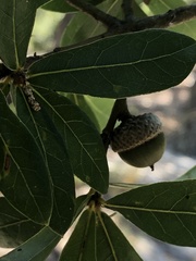 Quercus hemisphaerica