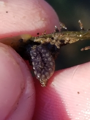 Botryllus schlosseri