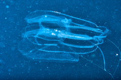 Leucothea multicornis