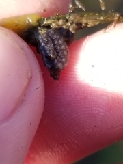 Botryllus schlosseri