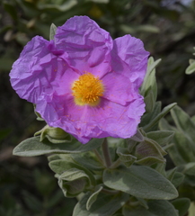 Cistus albidus