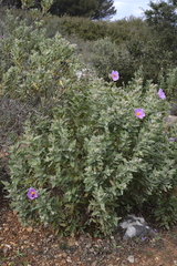 Cistus albidus