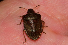 Peribalus strictus vernalis