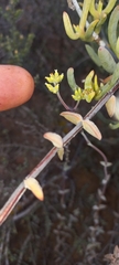 Crassula subaphylla