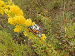 Solidago nitida