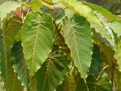 Ficus arnottiana
