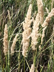 Calamagrostis epigejos